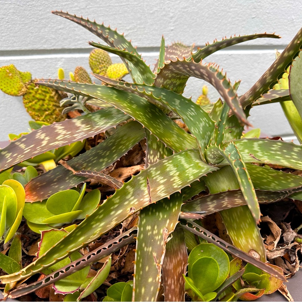Aloe Vera Cactus Starts
